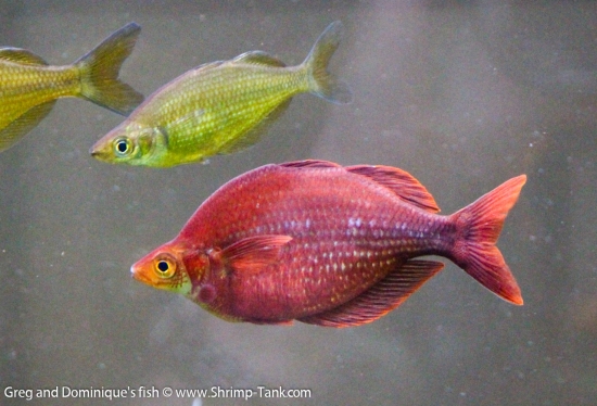 Glossolepis pseudoincisus, red rainbow fish