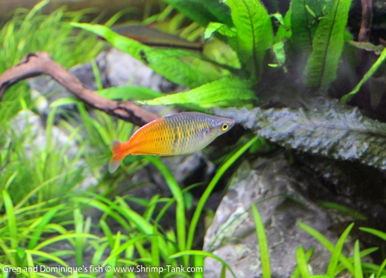 Freshwater Rainbow Fish