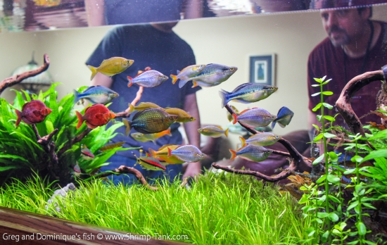 Group of Freshwater Rainbow fish