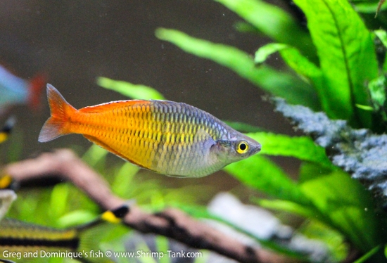 Freshwater Rainbow Fish