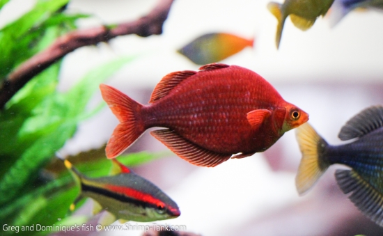 Glossolepis pseudoincisus, red rainbow fish