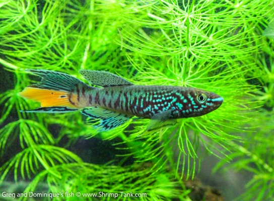 Killifish