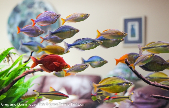 Group of Freshwater Rainbow fish