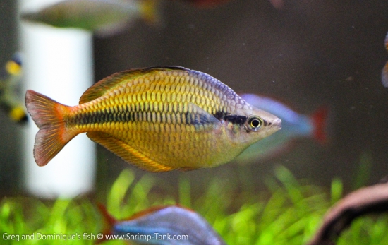 Freshwater Rainbow Fish