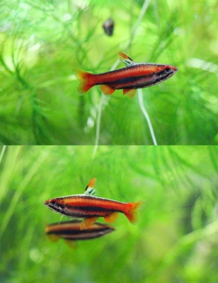 Pencil fish, Nannostomus