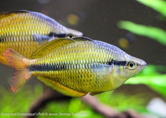 Freshwater Rainbow Fish