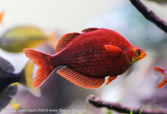 Glossolepis pseudoincisus, red rainbow fish