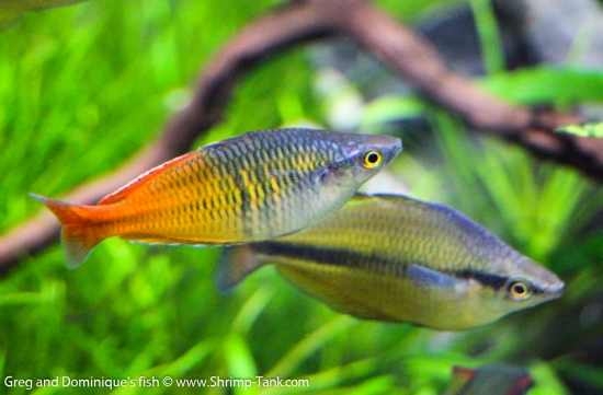 Freshwater Rainbow Fish