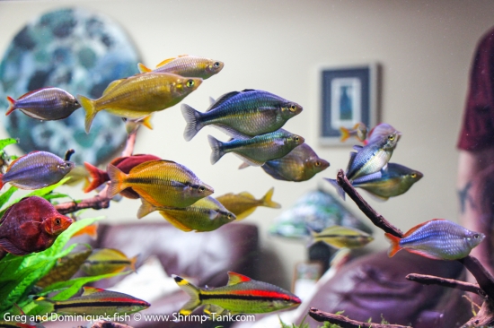 Group of Freshwater Rainbow fish