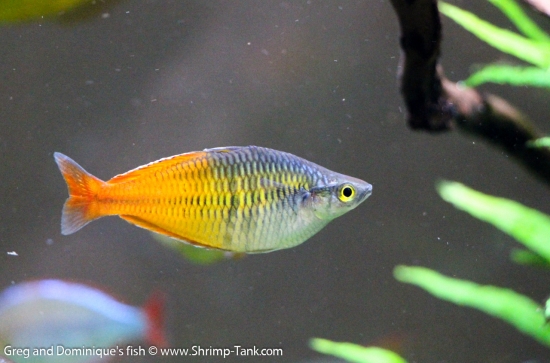 Freshwater Rainbow Fish