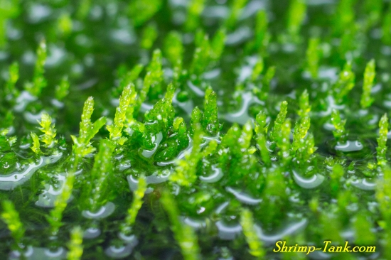 Java moss growing out of a shrimp tank