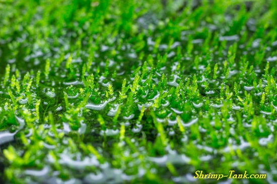 Java moss growing out of a shrimp tank