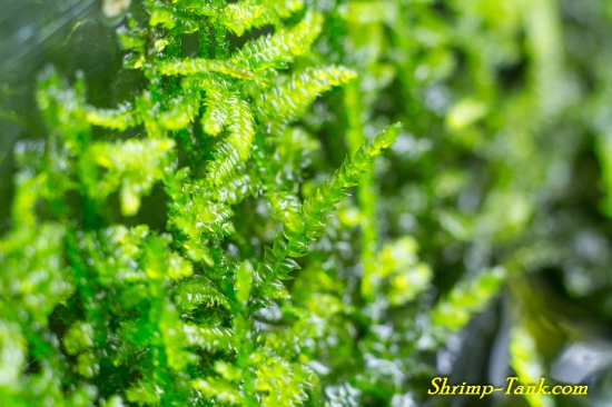Java moss growing out of a shrimp tank