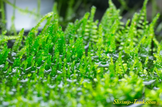 Java moss growing out of a shrimp tank