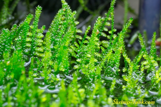 Java moss growing out of a shrimp tank