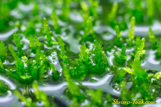 Java moss growing out of a shrimp tank