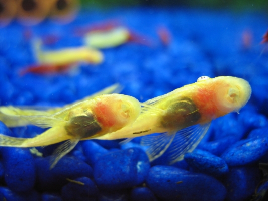 albino bristlenose pleco bellies :)