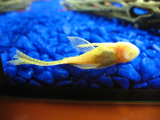 albino longfin bristlenose pleco on a glass