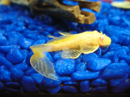 Longfin albino bristlenose pleco