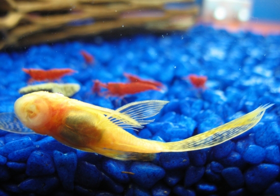 longfin albino bristlenose pleco and painted fire red shrimps