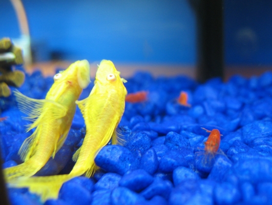 longfin albino bristlenose pleco in a shrimp tank