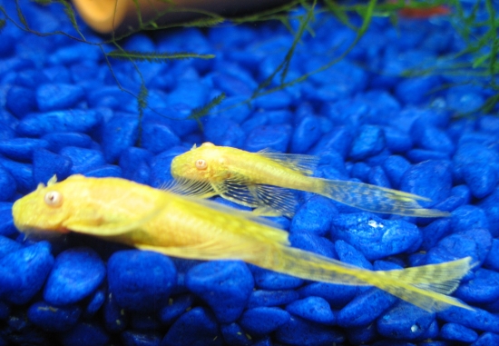 pair of albino longfin bristlenose plecos