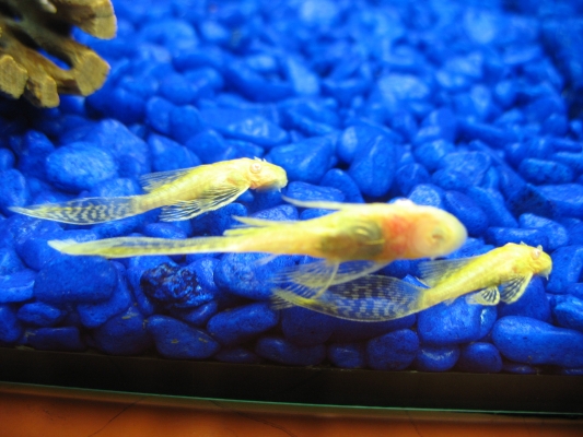 trio on small longfin albino bristlenose plecos