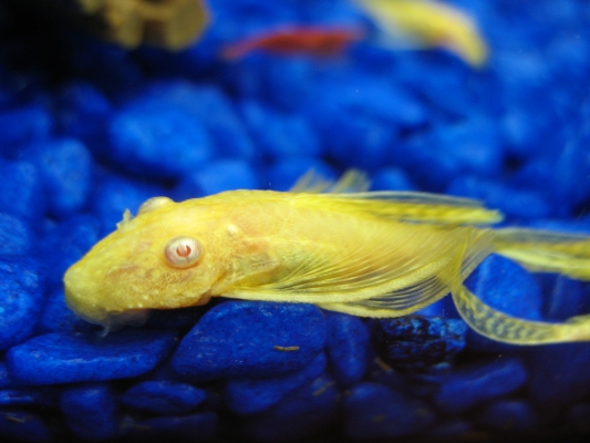 young longfin albino bristlenose pleco close up