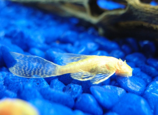 young longfin albino bristlenose pleco