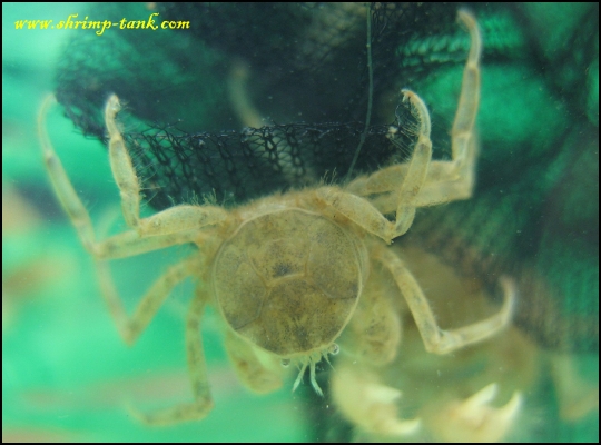 False spider crab