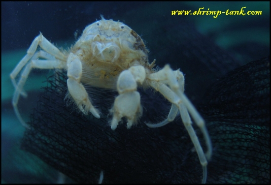 freshwater-micro-crab