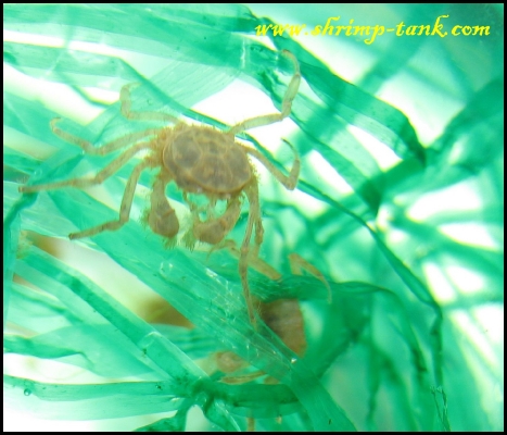 microcrabs-in-freshwater-aquarium