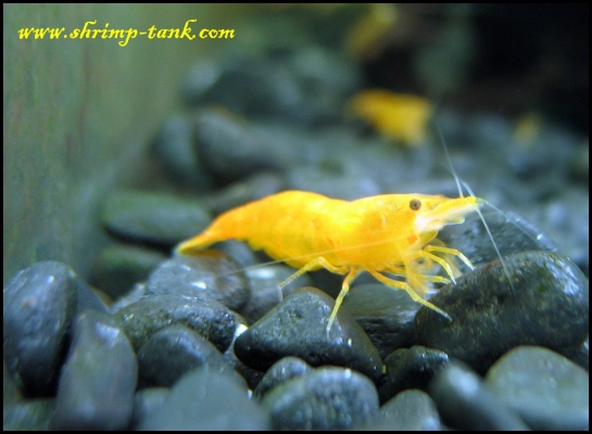 www.Shrimp-Tank.com Orange sakura shrimp