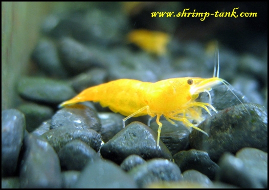 www.Shrimp-Tank.com Orange sakura shrimp