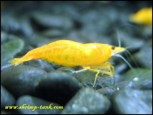 www.Shrimp-Tank.com Orange sakura shrimp