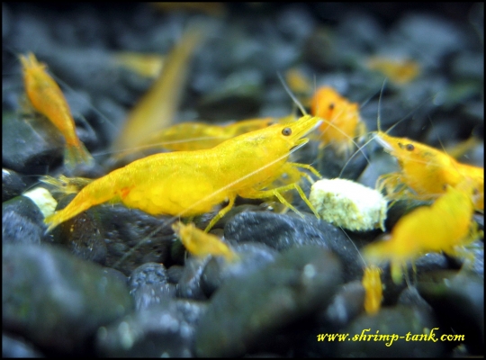 www.Shrimp-Tank.com Orange sakura shrimp