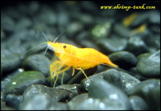 www.Shrimp-Tank.com Orange sakura shrimp