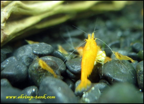 www.Shrimp-Tank.com Orange sakura shrimp