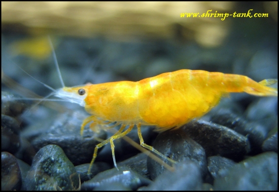 www.Shrimp-Tank.com Orange sakura shrimp