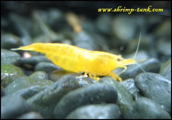 www.Shrimp-Tank.com Orange sakura shrimp