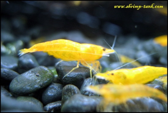 www-shrimp-tank-com-orange-sakura-11_c