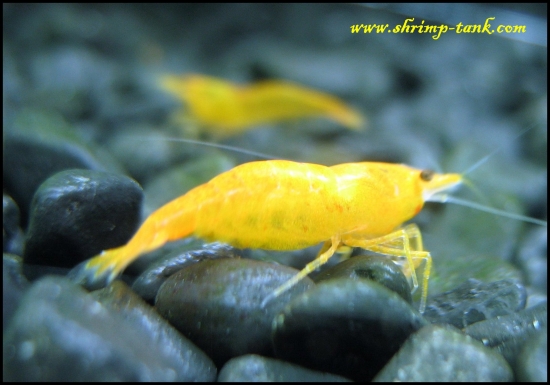 www-shrimp-tank-com-orange-sakura-13_c