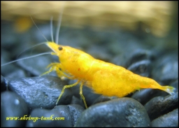 www.Shrimp-Tank.com Orange sakura shrimp