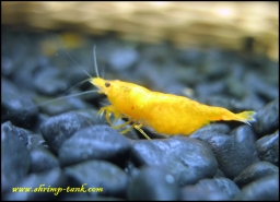 www.Shrimp-Tank.com Orange sakura shrimp