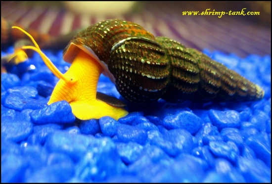 www.Shrimp-Tank.com Adult orange rabbit snail