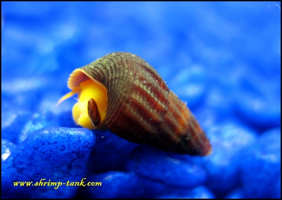 www.Shrimp-Tank.com Baby orange poso snail