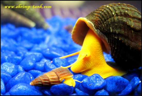 www.Shrimp-Tank.com Big and small tylo snails