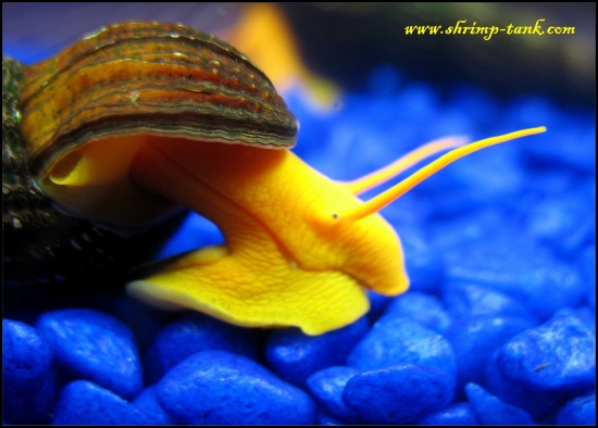 www.Shrimp-Tank.com Crawling tylo snail