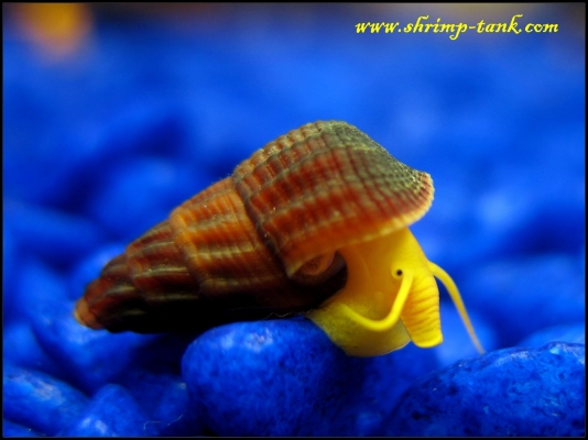 www.Shrimp-Tank.com Little orange rabbit snail with a long trunk