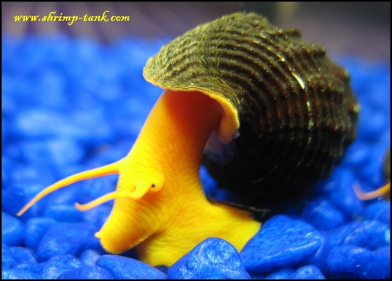 www.Shrimp-Tank.com Big orange elephant snail